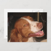 glimlachen van Brittany Spaniel Briefkaart (Voorkant / Achterkant)