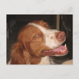 glimlachen van Brittany Spaniel Briefkaart