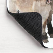 glimlachen van moeder en vee, Belgisch paard, Belg Muismat (Hoek)