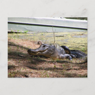 Glimlachend Alligator - Briefkaart