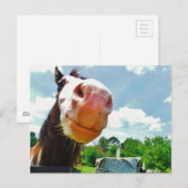 Glimlachend Paard Briefkaart (Voorkant / Achterkant)