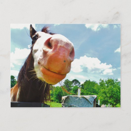 Glimlachend Paard Briefkaart (Voorkant)