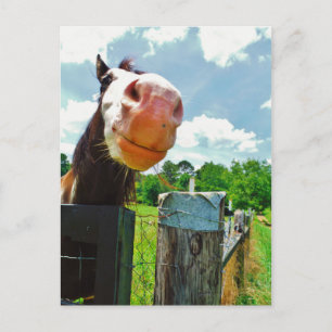 Glimlachend Paard Briefkaart