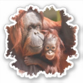 Glimlachende Baby Orangutan in moeders armen Sticker (Voorkant)