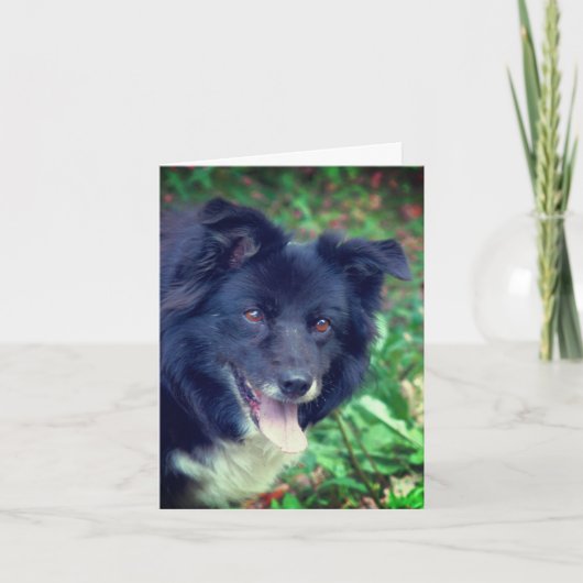 Glimlachende Border Collie Schattigee hond geperso Kaart (Voorkant)