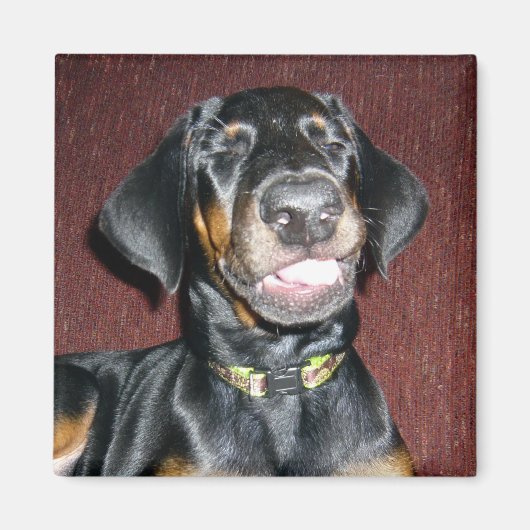 Glimlachende Dobermann Pinscher Puppy Magneet (Voorkant)