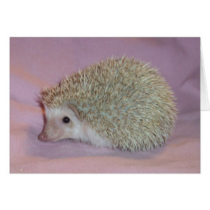 glimlachende egel