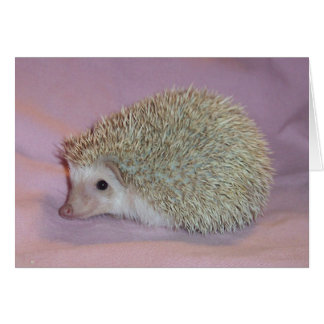 glimlachende egel