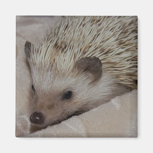 Glimlachende Egel Magneet (Voorkant)
