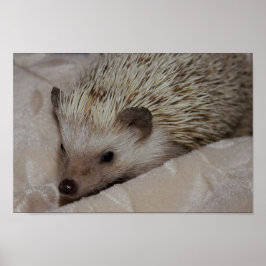 Glimlachende Egel Poster