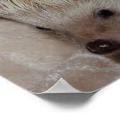 Glimlachende Egel Poster (Hoek)