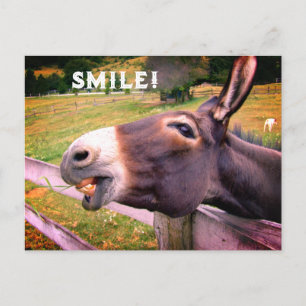 Glimlachende Ezel Aangepaste Tekst Grappige Foto Briefkaart