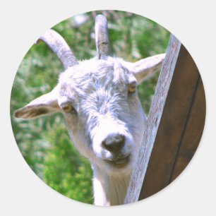 Glimlachende geit stickers