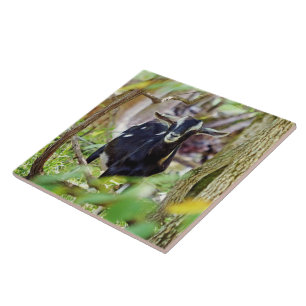 Glimlachende Geit Tegeltje