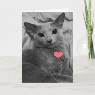 Glimlachende Kattenvalentijn Kaart