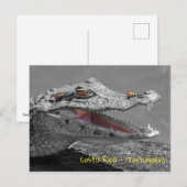 Glimlachende krokodil in Tortuguero - Costa Rica Briefkaart (Voorkant / Achterkant)