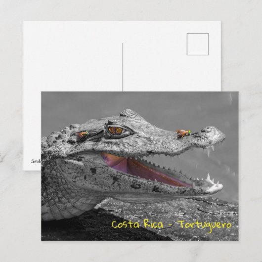 Glimlachende krokodil in Tortuguero - Costa Rica Briefkaart (Voorkant / Achterkant)
