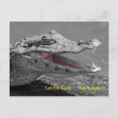 Glimlachende krokodil in Tortuguero - Costa Rica Briefkaart (Voorkant)