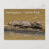Glimlachende krokodil in Tortuguero - Costa Rica Briefkaart (Voorkant)