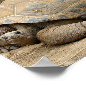 Glimlachende landschildpad poster (Hoek)