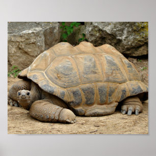 Glimlachende landschildpad poster