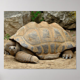 Glimlachende landschildpad  poster