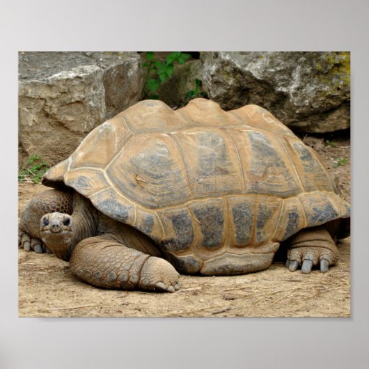 Glimlachende landschildpad poster (Voorkant)