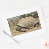 Glimlachende landschildpad rechthoekige sticker (Envelop)