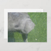 Glimlachende Manatee Animal Water Foto Briefkaart (Voorkant / Achterkant)