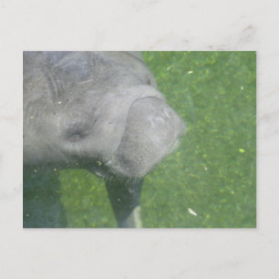Glimlachende Manatee Animal Water Foto Briefkaart