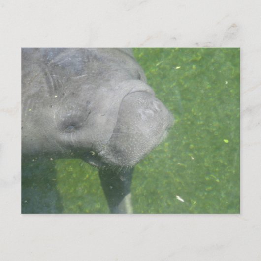 Glimlachende Manatee Animal Water Foto Briefkaart (Voorkant)