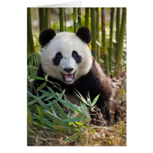 Glimlachende panda portret