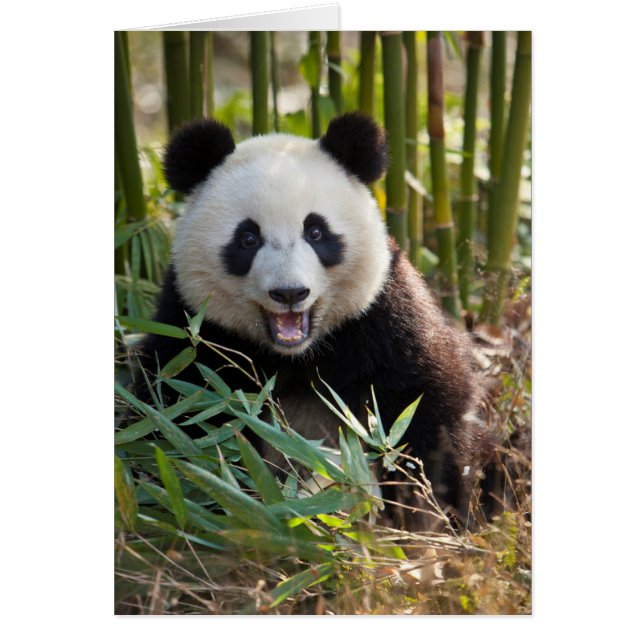 Glimlachende panda portret (Voorkant)
