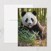 Glimlachende panda portret briefkaart (Voorkant / Achterkant)