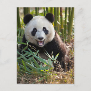 Glimlachende panda portret briefkaart