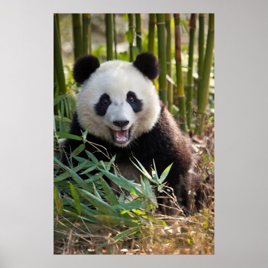 Glimlachende panda portret poster (Voorkant)