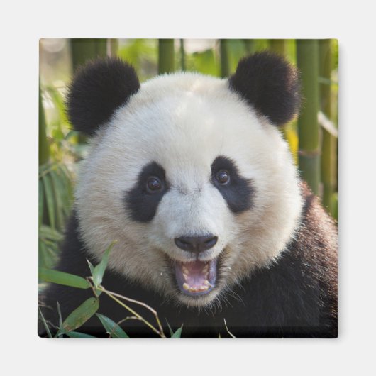 Glimlachende pandaportret magneet (Voorkant)