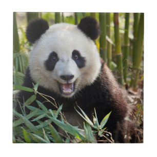 Glimlachende pandaportret tegeltje
