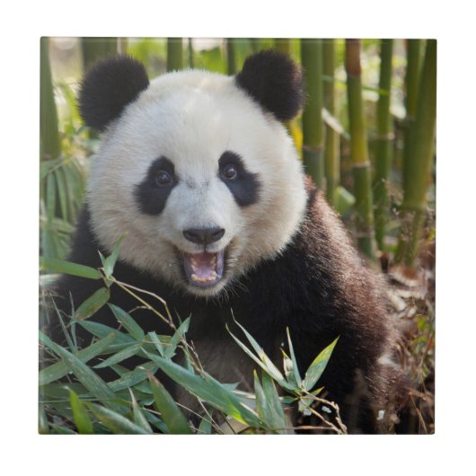 Glimlachende pandaportret tegeltje (Voorkant)