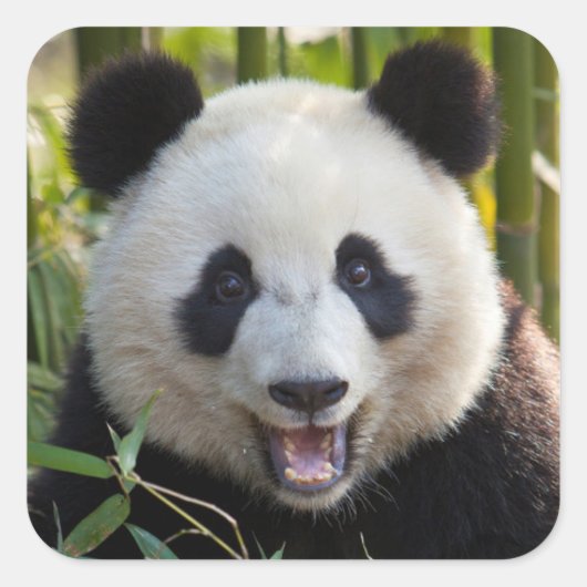 Glimlachende pandaportret vierkante sticker (Voorkant)