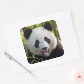 Glimlachende pandaportret vierkante sticker (Envelop)