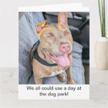 Glimlachende Pit Bull, neem het ervan