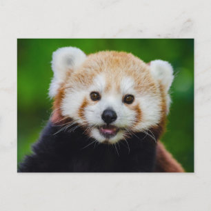 Glimlachende rode panda foto Briefkaart