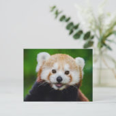 Glimlachende rode panda foto Briefkaart (Staand voorkant)