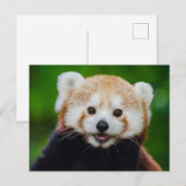Glimlachende rode panda foto Briefkaart (Voorkant / Achterkant)