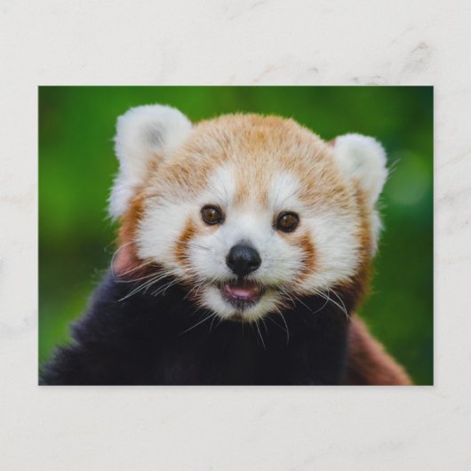 Glimlachende rode panda foto Briefkaart (Voorkant)