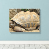 Glimlachende Schildpad 35x28cm Canvas Afdruk (Insitu (Houten vloer))