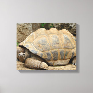 Glimlachende Schildpad 35x28cm Canvas Afdruk