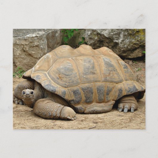 Glimlachende Schildpad Bedankkaart Briefkaart (Voorkant)