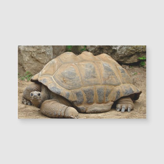 Glimlachende Schildpad Blank (Voorkant)